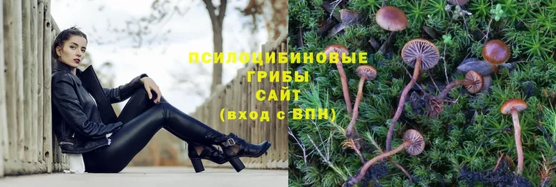 shop какой сайт  Истра  Галлюциногенные грибы Psilocybe  MEGA ССЫЛКА 